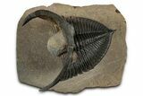 Flying Zlichovaspis Trilobite - Atchana, Morocco #334937-2